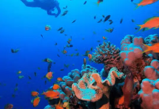 Intro Diving